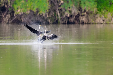 Oriental darter or snakebirds (Anhinga melanogaster) are fishing in a pond in Keoladeo Ghana National Park formerly known as Bharatpur Bird Sanctuary, Rajasthan, India