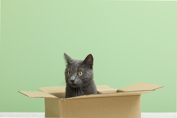 Cute British cat sitting in box on floor near green wall