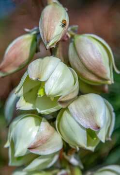 White Yucca Flowers with Little Lady Bug on Bud