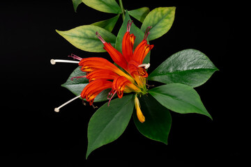 Aeschynanthus, czerwony kwiat w rozkwicie z widocznymi białymi pręcikami wraz z łodygą i zielonymi  liśćmi na czarnym tle - obrazy, fototapety, plakaty