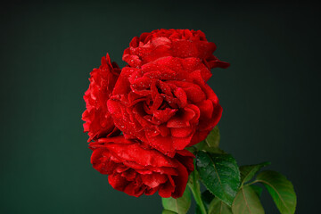 Czerwona róża wielokwiatowa z kroplami rosy na tle gradientu zielono czarnego z kilkoma zielonymi listkami - obrazy, fototapety, plakaty