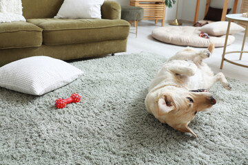 Fototapeta premium Cute Labrador dog with pet toy lying on carpet in living room