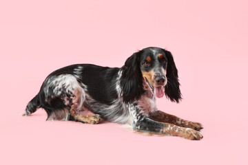 Cute cocker spaniel dog lying on pink background