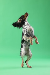 Cute cocker spaniel dog jumping on green background - obrazy, fototapety, plakaty
