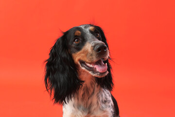 Portrait of cute funny cocker spaniel dog on orange background
