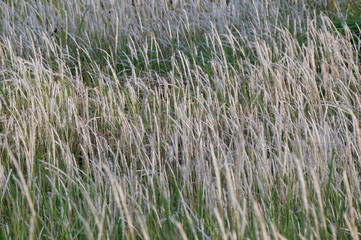 white grass in paddy field