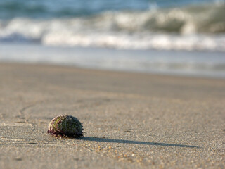 small animals on a beautiful beach