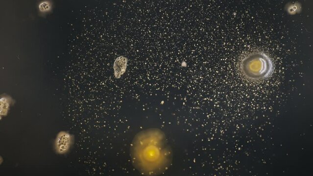 growing bacterial colonies in a petri dish on the surface of agar, timelapse