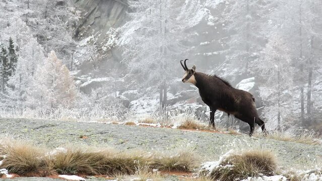 The elegance and the power of Alpine chamois (Rupicapra rupicapra)