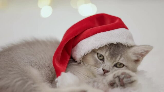 gray kitten lies in a santa claus hat on bokeh background