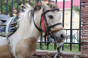 Fototapeta premium portrait of a horse