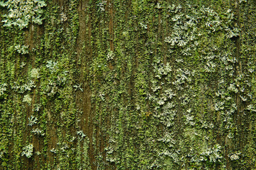 Fototapeta premium old wooden wall covered with mold, moss and lichens