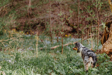 Blue merle australian shepherd dog in a forest