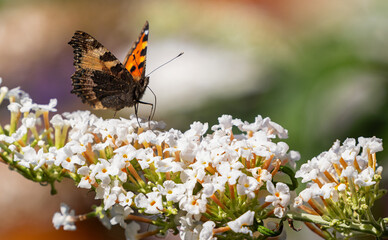 Schmetterling