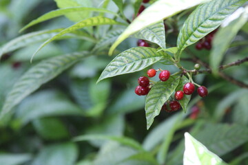 red berries on a plant in the woods