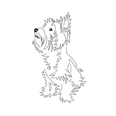Yorkshire Terrier puppy looking interested. Vector linear drawing of a small standing dog.