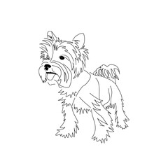 Figure haircut Yorkshire Terrier. Vector image of a standing dog.