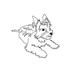 Vector drawing of a Yorkshire Terrier puppy. A sketch of a lying little dog
