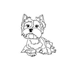 Vector drawing of a Yorkshire Terrier puppy. A sketch of a lying little dog