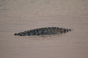 The back of a crocodile emerges above the water 