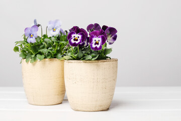 A beautiful pansy flowers in the pot.