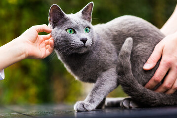Russian Blue Cat Portrait while being stroked by Hand