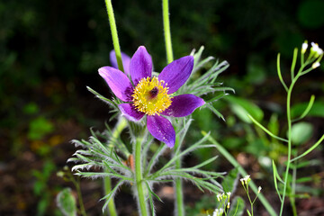 Opened lumbago, dream-grass, lat. Anemone patens, is a perennial plant that blooms from April to June.