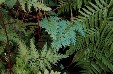 green fern in the glasshouse