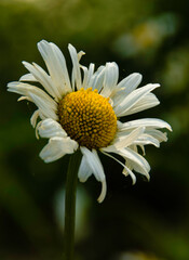 Obraz premium Field chamomile close-up on a dark green blurred background nature photography