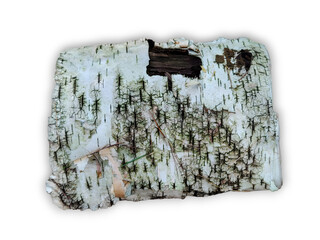 white birch tree bark with texure isolated on white background. Autumn natural material for craft projects and the use of interior decoration.