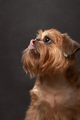 Portrait of a red dog on a brown canvas background. Belgian griffon in the studio