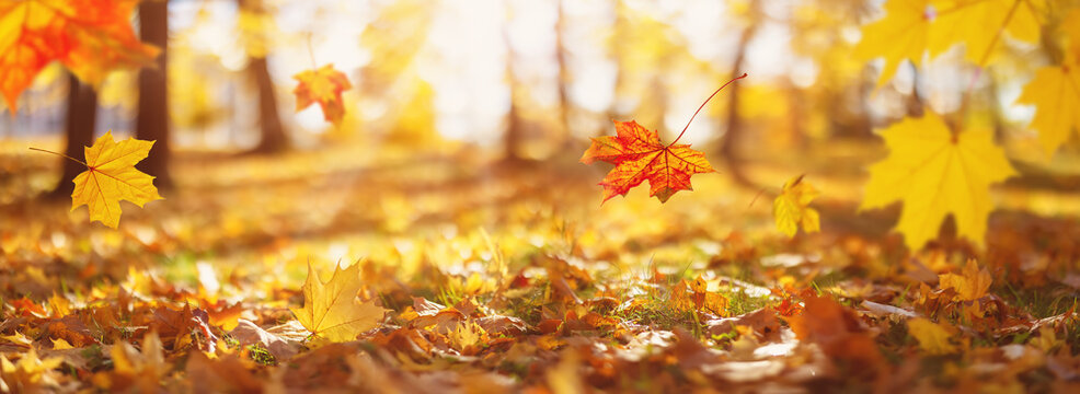 falling autumn maple leaves in the park. Beautiful october background