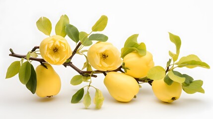 Quince on white background