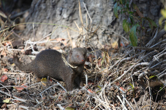 S&uuml;dliche Zwergmanguste / Dwarf mongoose / Helogale parvula