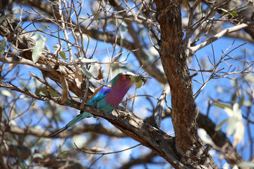 Gabelracke / Lilac-breasted roller / Coracias caudata