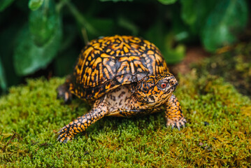 Indiana eastern box turtle