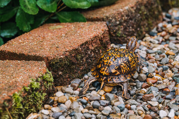 Indiana eastern box turtle