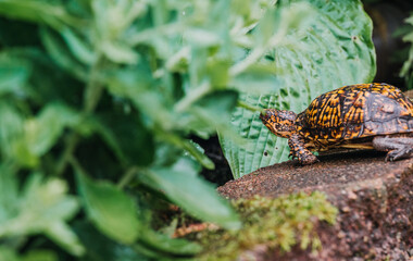Indiana eastern box turtle