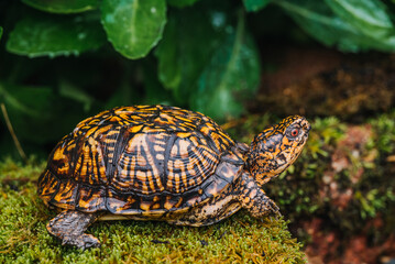 Indiana eastern box turtle