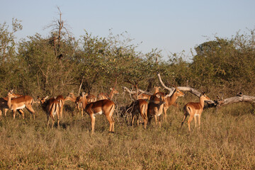 Schwarzfersenantilope / Impala / Aepyceros melampus
