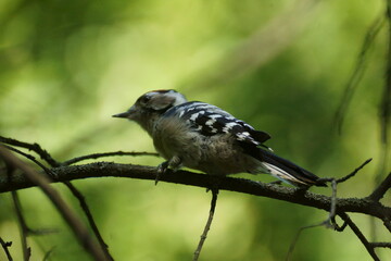woodpecker in the forest