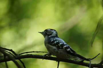 woodpecker in the forest