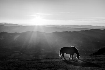 Horse pasturing on top of a mountain at sunset, with long shadows - 639393419