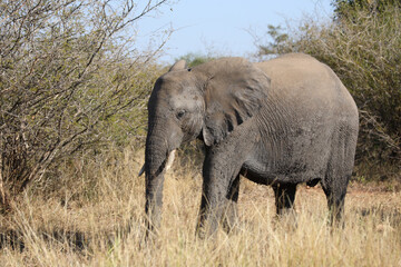 Obraz premium Afrikanischer Elefant / African elephant / Loxodonta africana