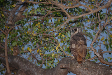 Milchuhu / Verreaux's eagle-owl  / Bubo lacteus.