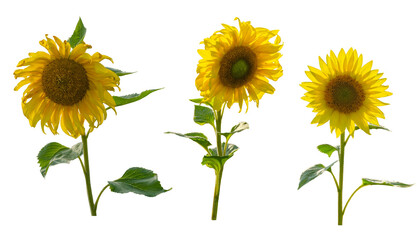 Yellow beautiful sunflowers isolated from photo to be used in graphic design or photo manipulations. 