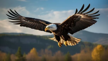 Muurstickers Bald Eagle in flight, natural environment © 18042011