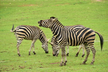 Fototapeta na wymiar zebry