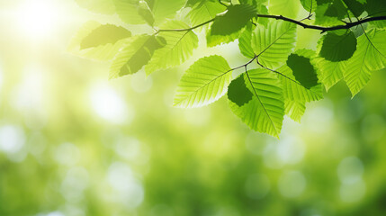Fototapeta na wymiar A vibrant green leafy tree up close