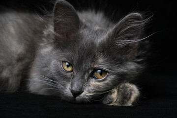 Young gray kitten with beautiful eyes black background.
